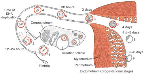 Стадии развития эмбриона